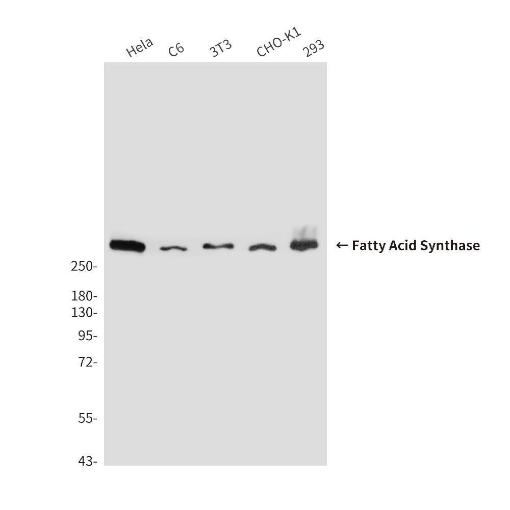 Fatty Acid Synthase (2F9) Mouse mAb