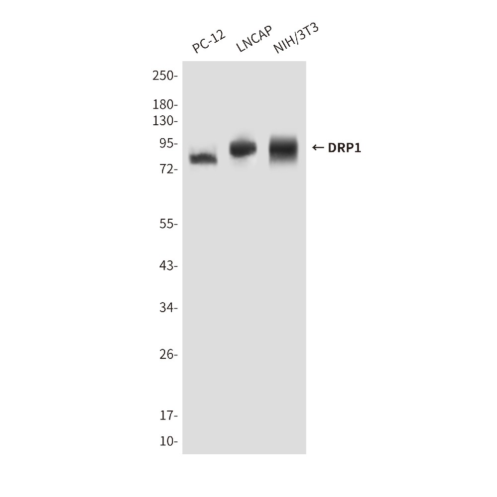 DRP1 Mouse mAb