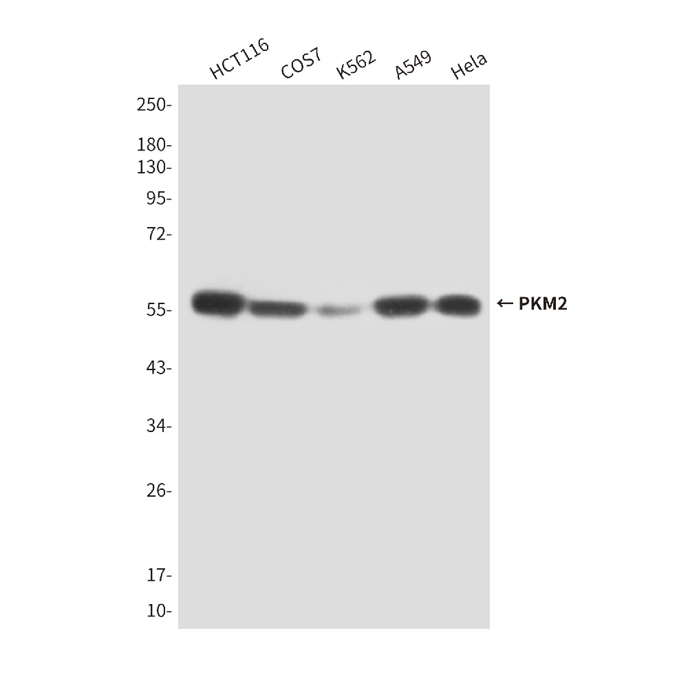 PKM2 (1A7) Mouse mAb