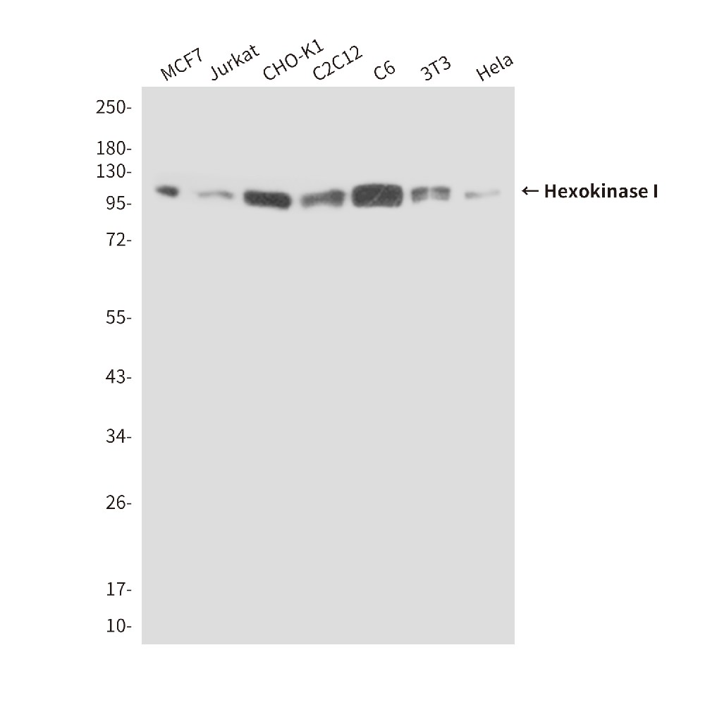 Hexokinase I (6B8) Mouse mAb