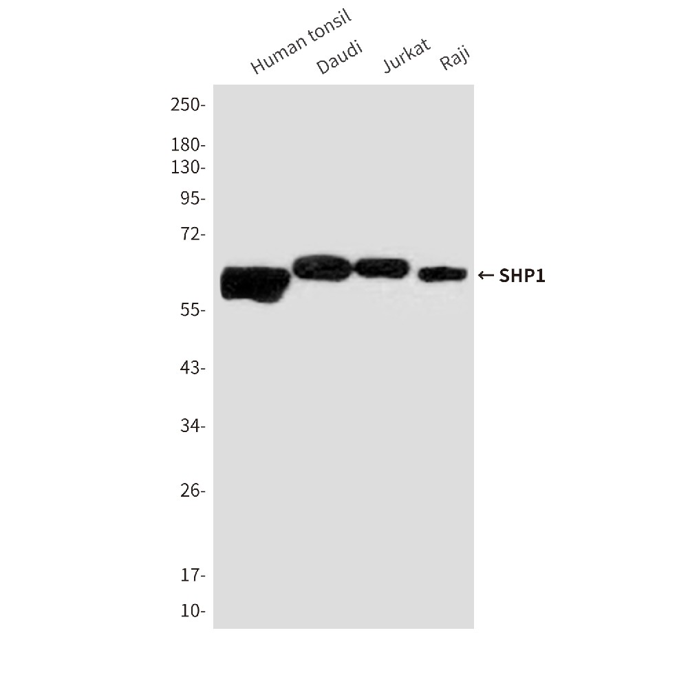 SHP1 (2B7) Mouse mAb