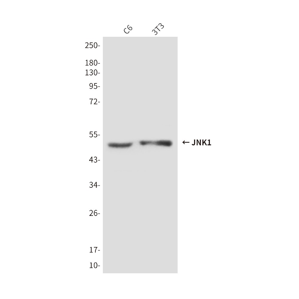 JNK1 (1A4) Mouse mAb