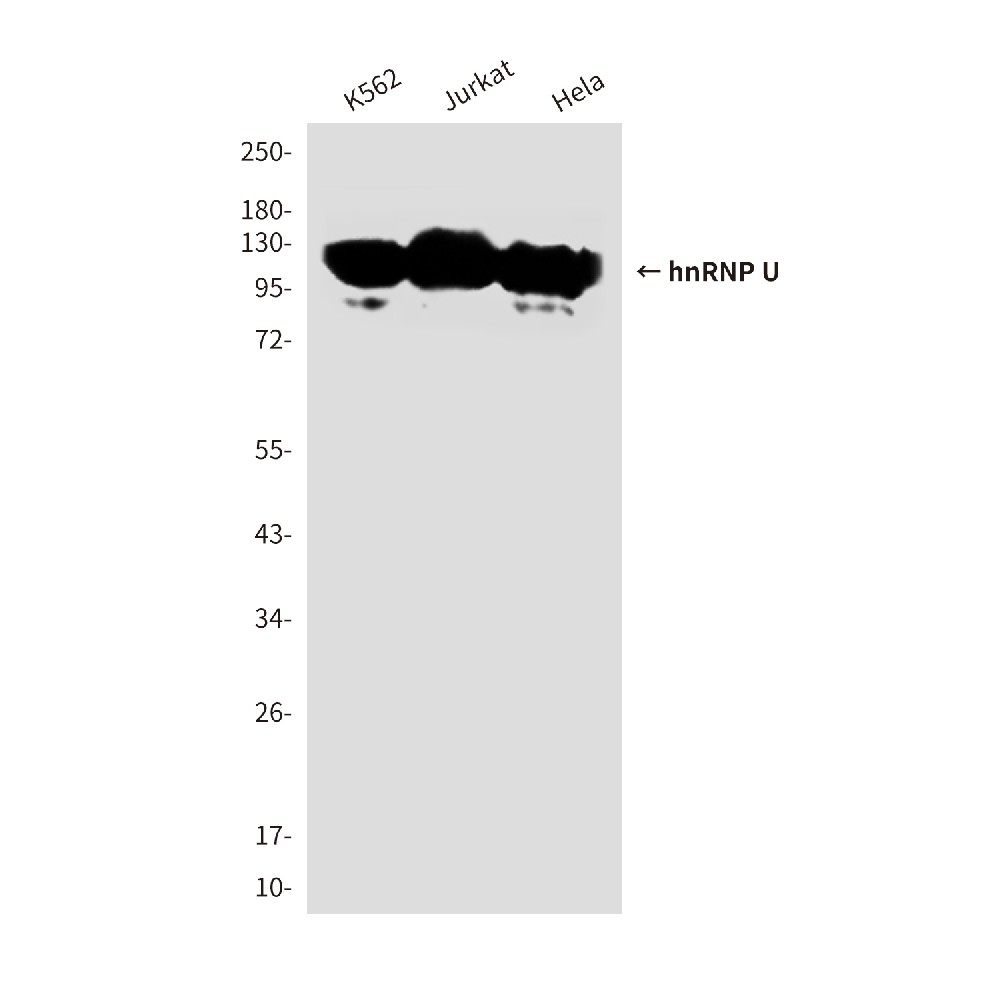 hnRNP U (1B11) Mouse mAb