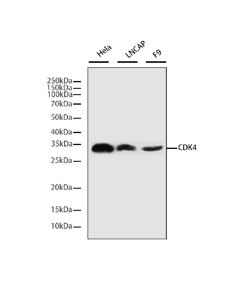 CDK4 (3F9) Mouse mAb