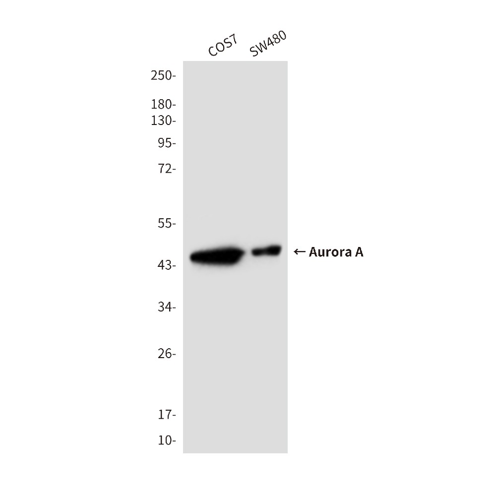 Aurora A (2E3) Mouse mAb