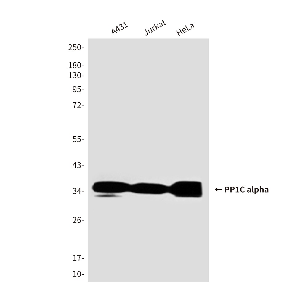 PP1C alpha (1C11) Mouse mAb