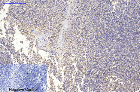 MAP2 (3B5) Mouse mAb