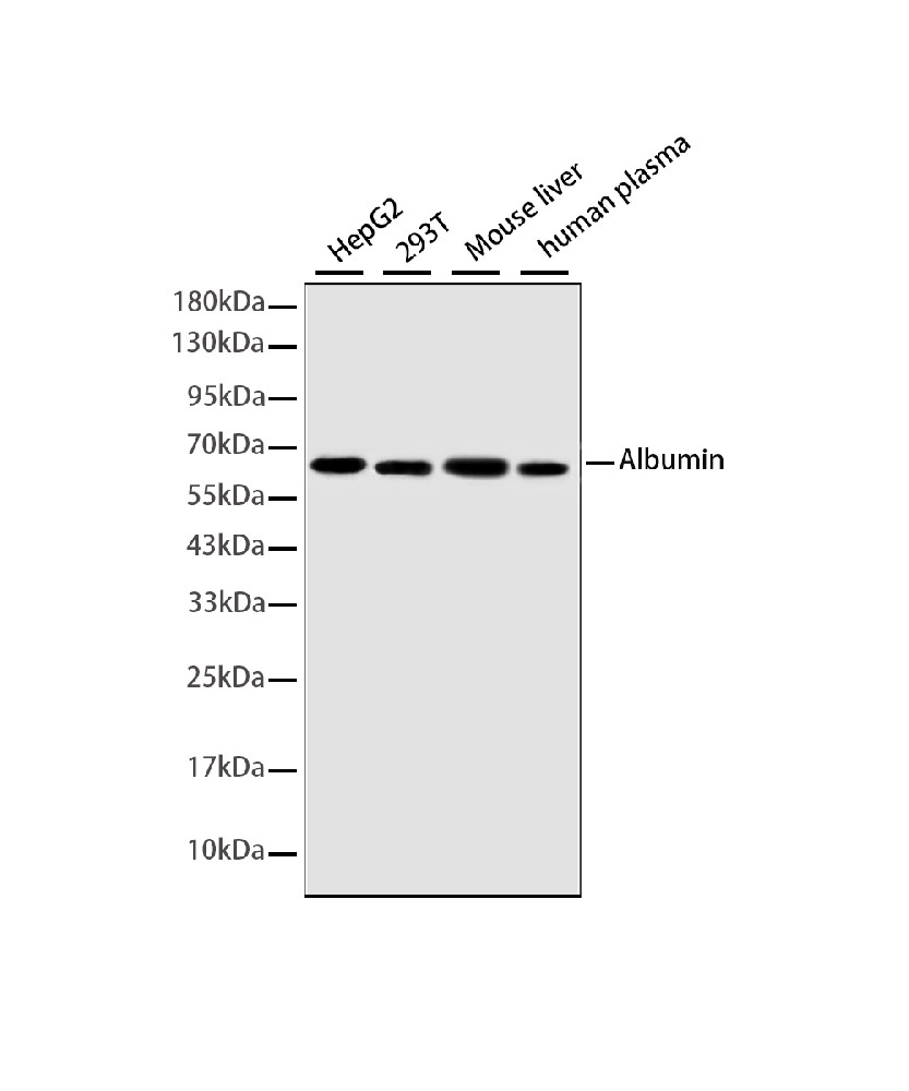 Albumin Mouse mAb