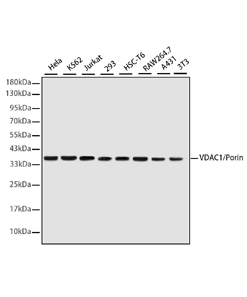 VDAC1/Porin Mouse mAb