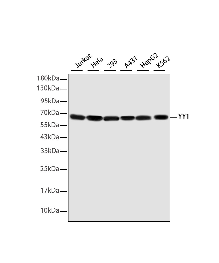 YY1 Mouse mAb