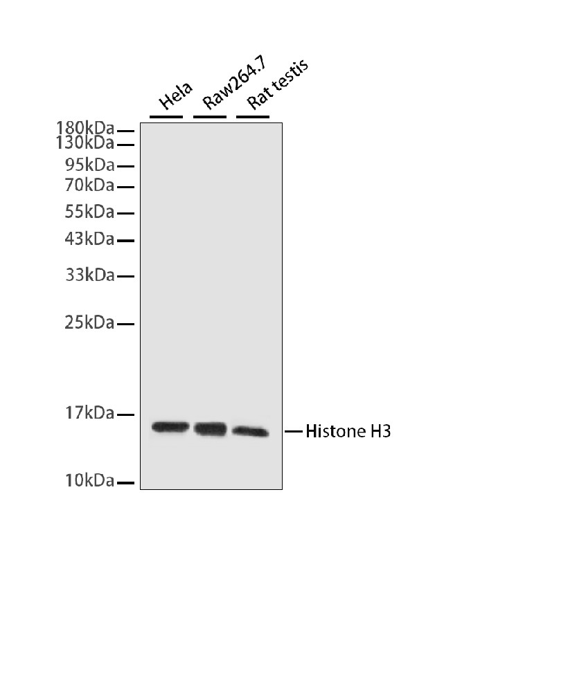 Histone-H3 Mouse mAb