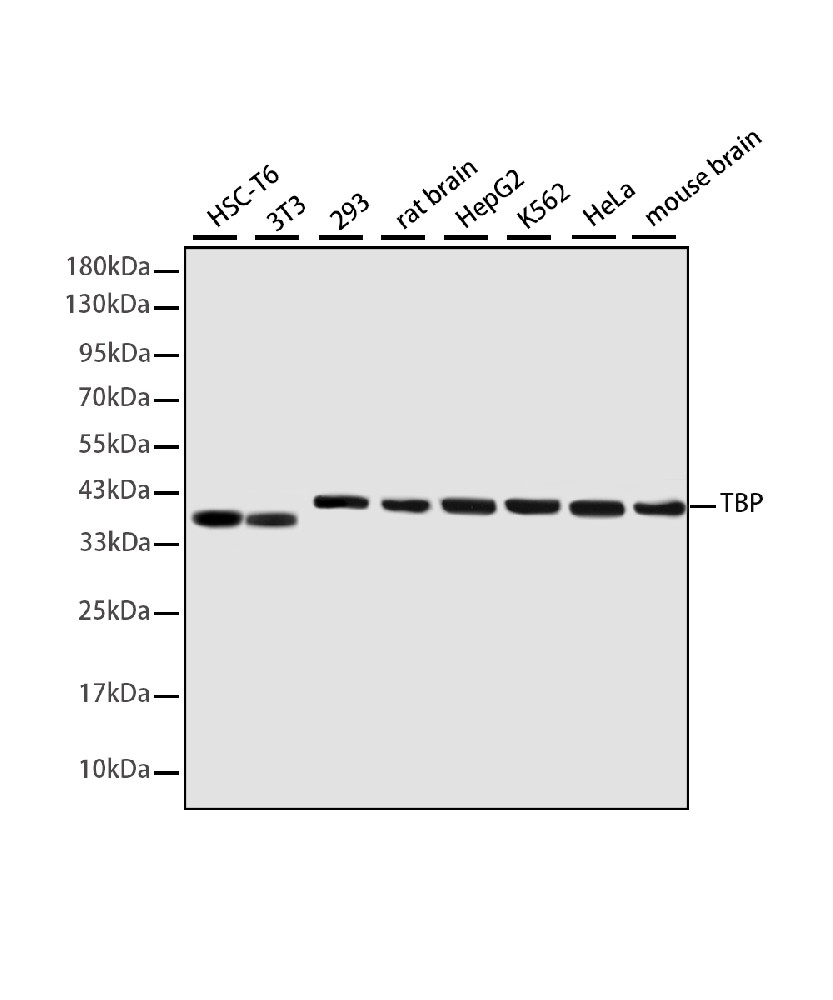 TBP Mouse mAb