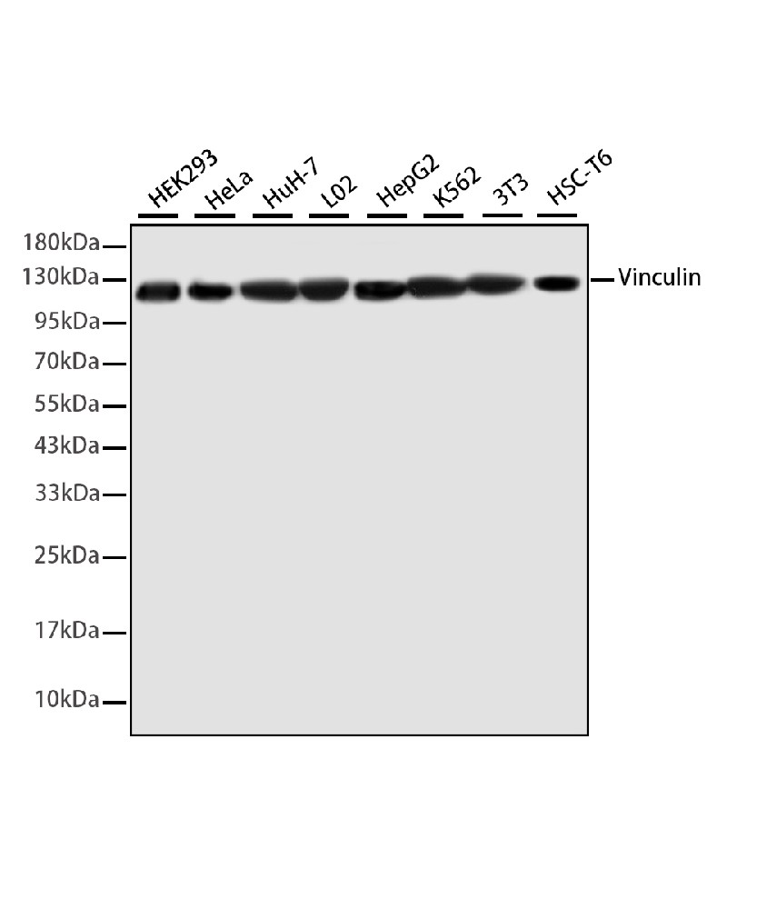 Vinculin Mouse mAb