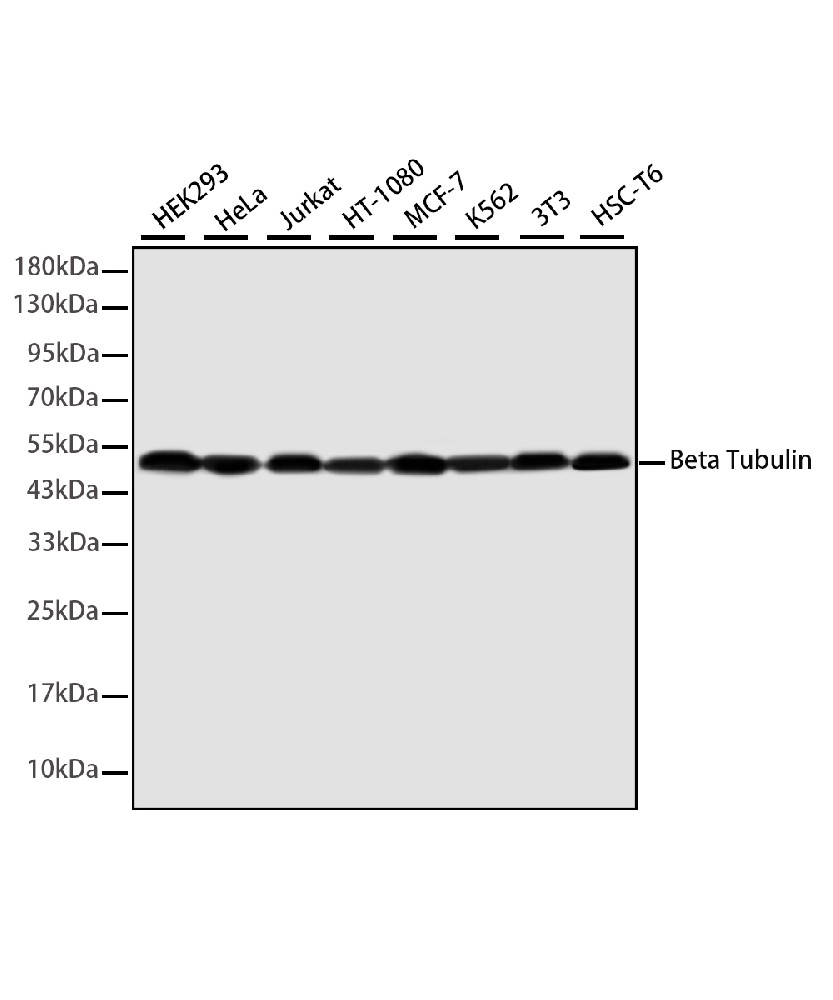 β-tubulin Mouse mAb