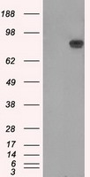 APP (Amyloid beta precursor protein) Mouse mAb
