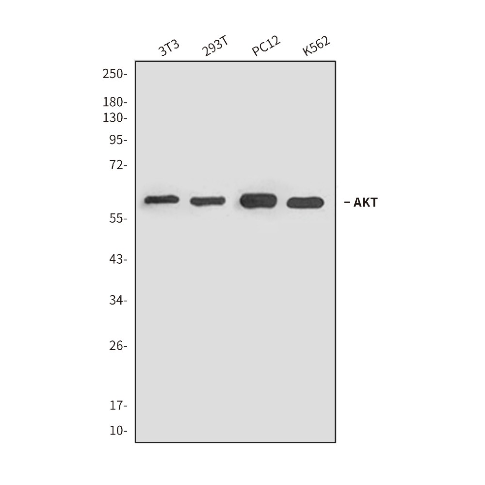 AKT Mouse mAb