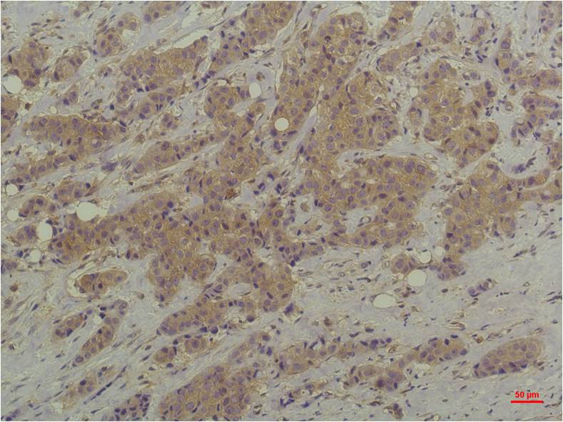 ERK1/2 (9A4) Mouse mAb
