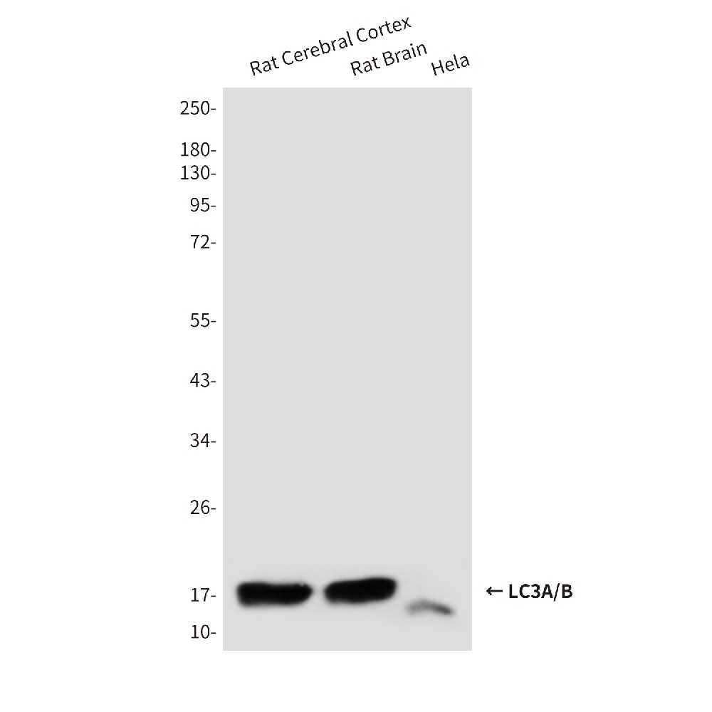 LC3A/B (3E9) Mouse mAb