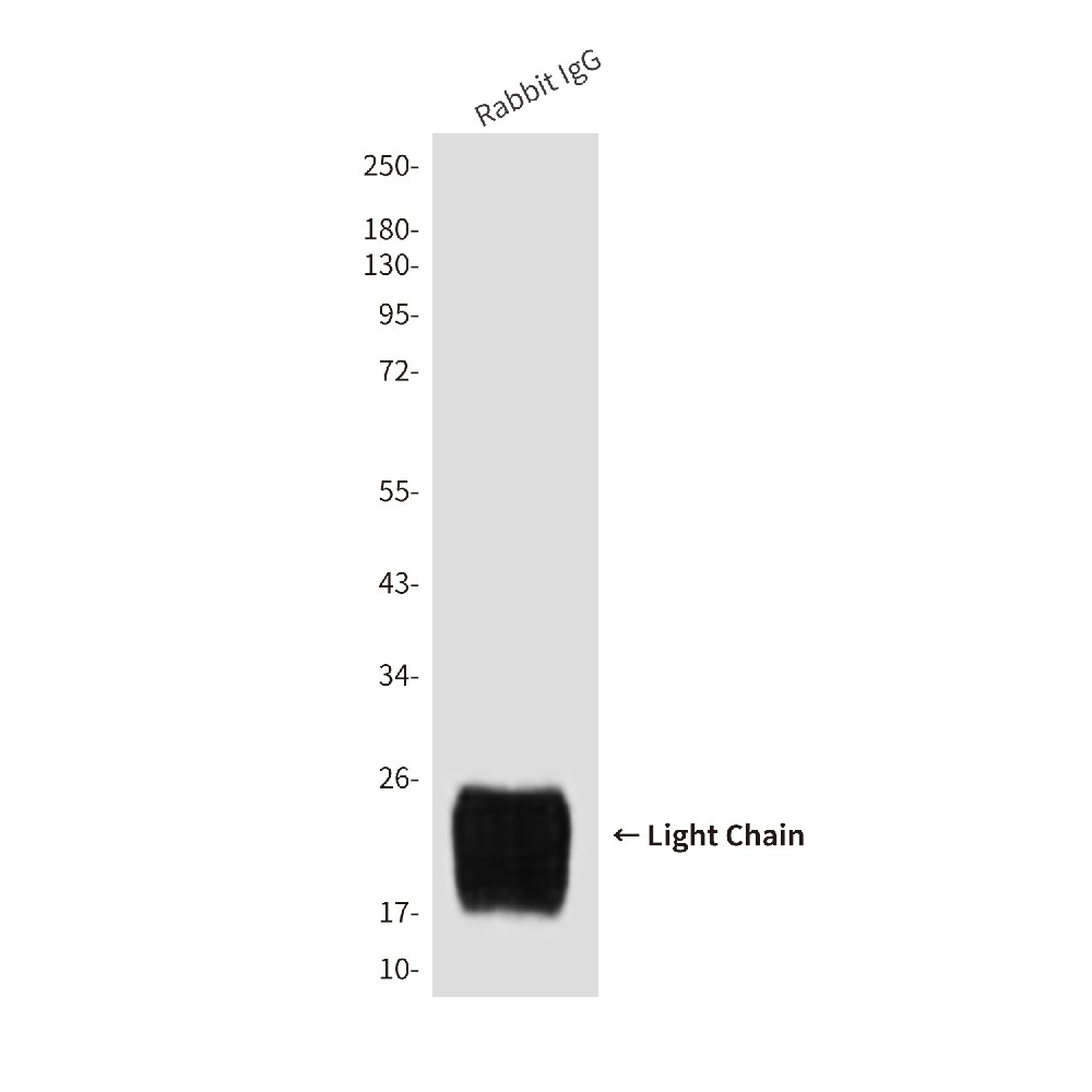 Rabbit IgG Light Chain (7F9) Mouse mAb