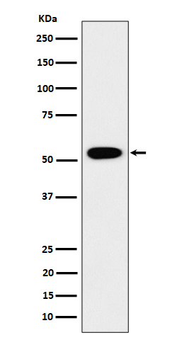 GRSF1 Rabbit mAb