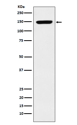 p150 CAF1 Rabbit mAb