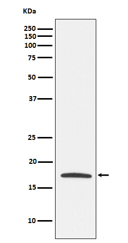 Claudin 4  Rabbit mAb