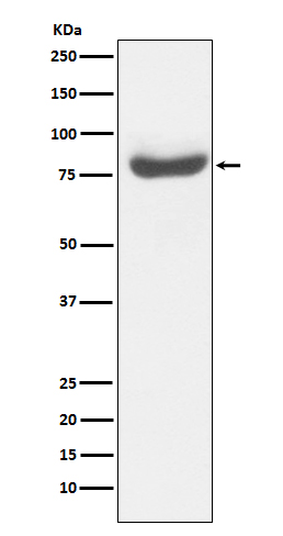 RAP80  Rabbit mAb