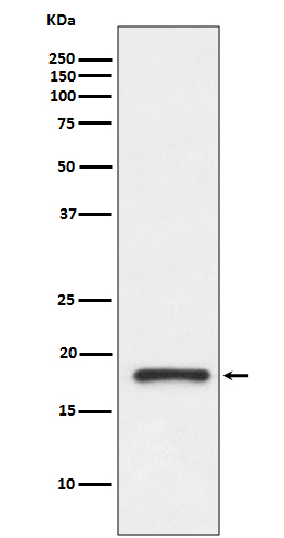 Prealbumin Rabbit mAb