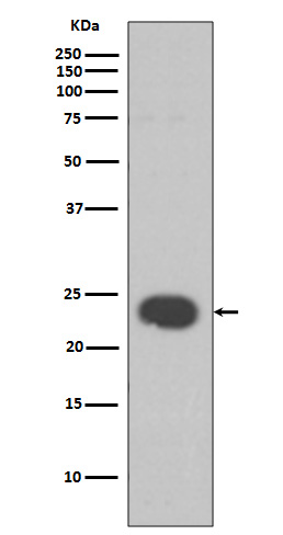 HP1 alpha  Rabbit mAb