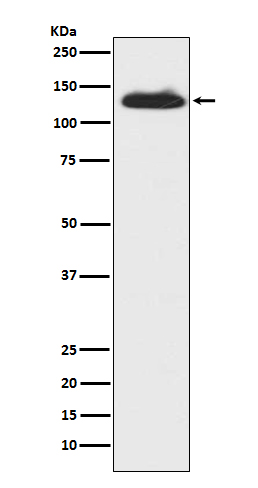 c-Kit  Rabbit mAb