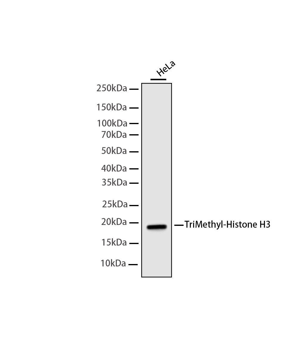 TriMethyl-Histone H3 (Lys4) Rabbit mAb