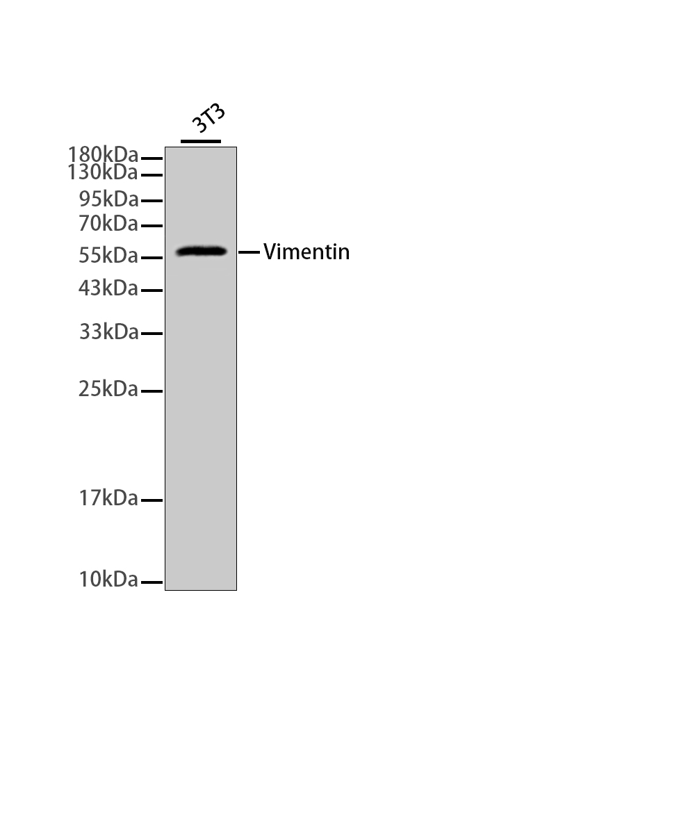 Vimentin Rabbit mAb