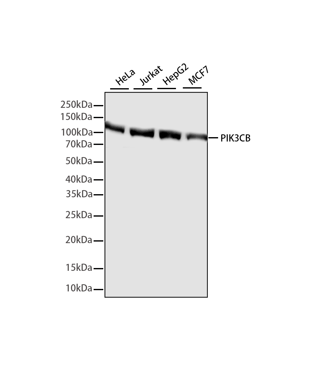 PI3 kinase p110 beta Rabbit mAb