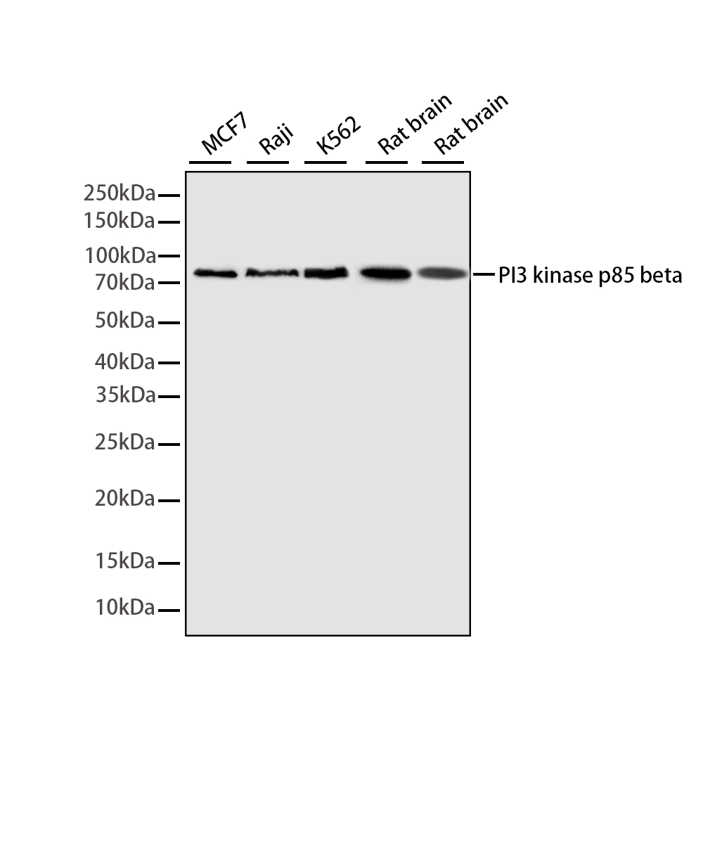 PI3 kinase p85 beta Rabbit mAb