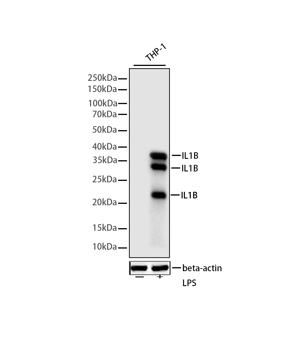 IL1 beta Rabbit mAb