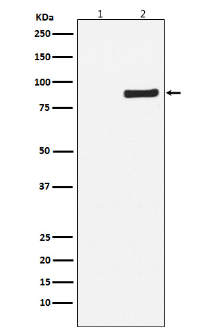 Phospho-NAK/TBK1 (S172) Rabbit mAb