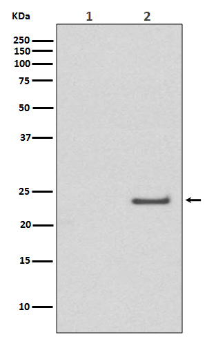 Phospho-Rac1/Cdc42 (Ser71) Rabbit mAb