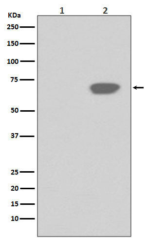 Phospho-PLK1 (T210) Rabbit mAb