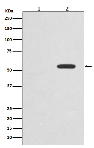 Phospho-c-Myc (T58) Rabbit mAb
