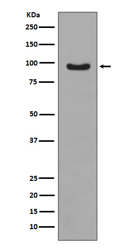 Phospho-FoxO3a (S253) Rabbit mAb