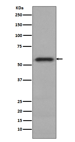 Phospho-c-Myc (S62)  Rabbit mAb