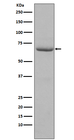 Phospho-PKR (T446) Rabbit mAb