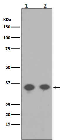 Phospho-PP2A alpha (Y307) Rabbit mAb