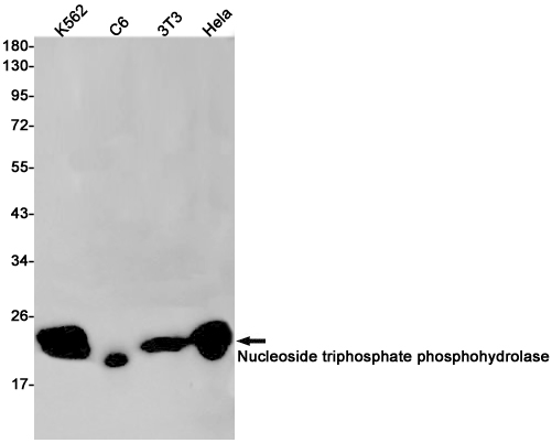 Nucleoside triphosphate phosphohydrolase (4J4) Rabbit mAb
