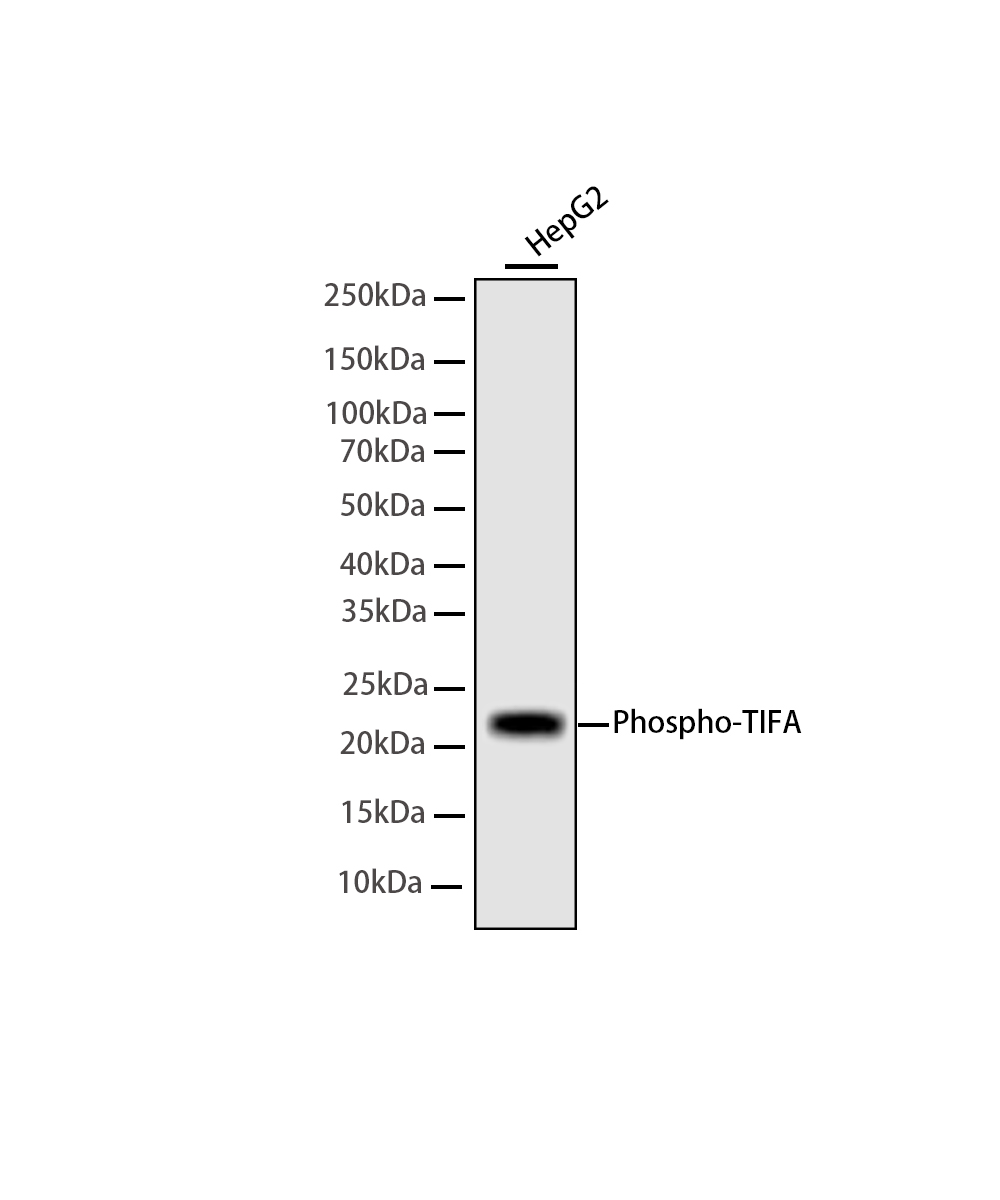 Phospho-TIFA (Thr9) Rabbit mAb