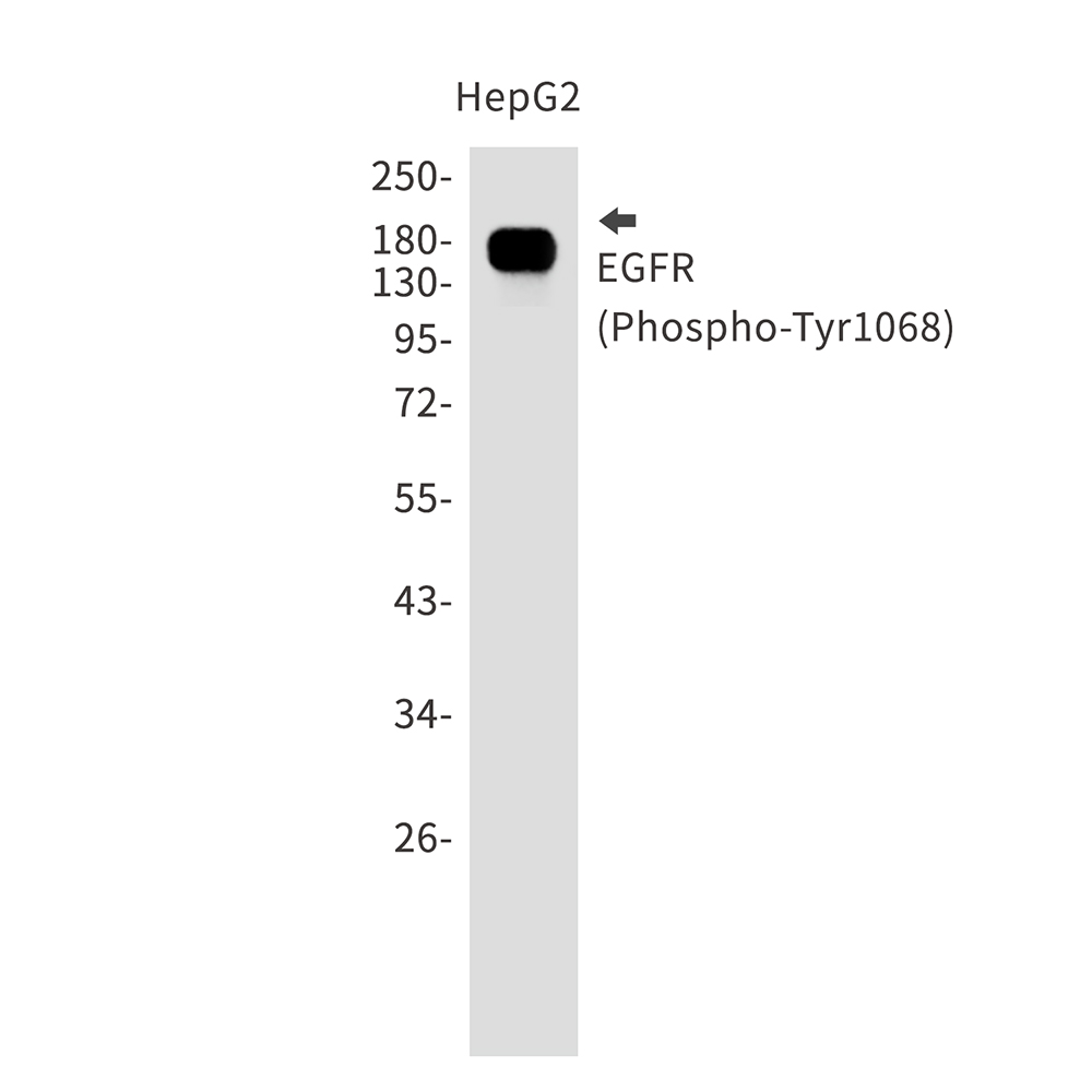 Phospho-EGFR (Tyr1068)Rabbit mAb