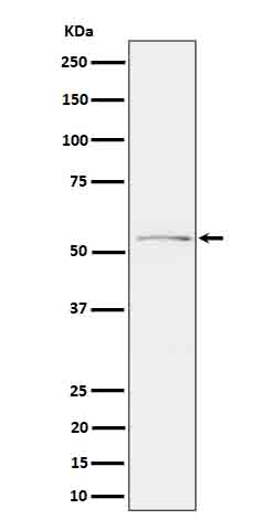 Phospho-Tau (S214) Rabbit mAb