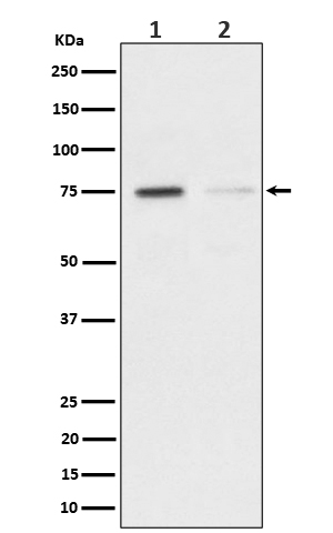 Phospho-TAK1 (S439) Rabbit mAb