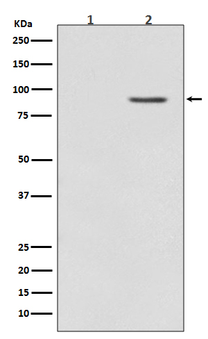 Phospho-B Raf (T401) Rabbit mAb