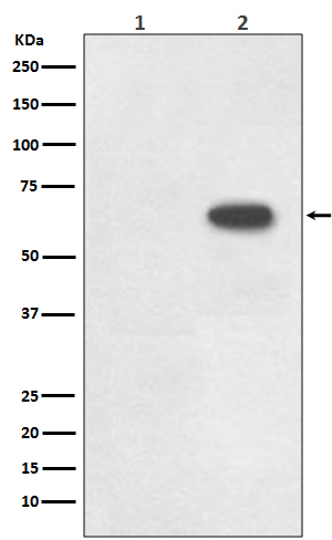 Phospho-Cdc6 (S54) Rabbit mAb